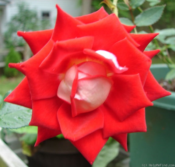 'Biola Centennial' rose photo