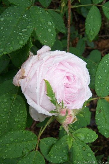 'Marguerite de Roman' rose photo