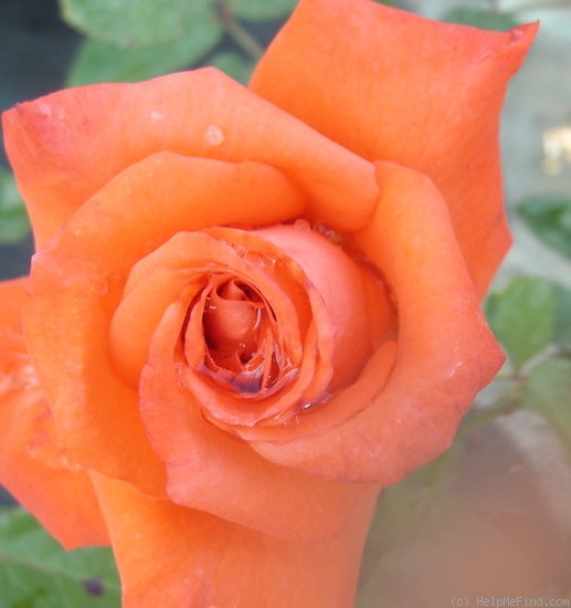 'Beauty Star' rose photo