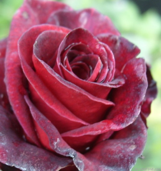 'Black Baccara ™' rose photo