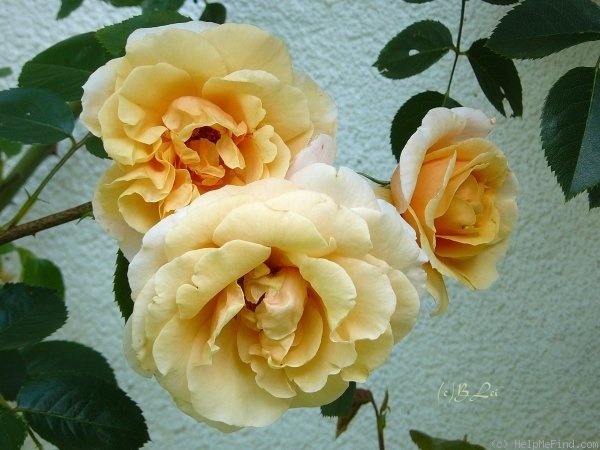 'Kaiser von Lautern' rose photo