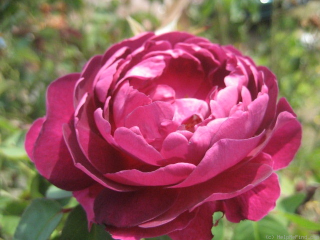 'Monsieur Bonçenne' rose photo