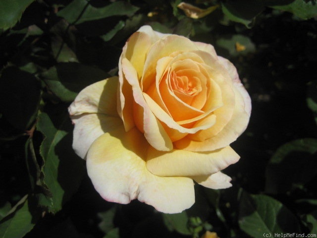 'Tahitian Sunset ™' rose photo