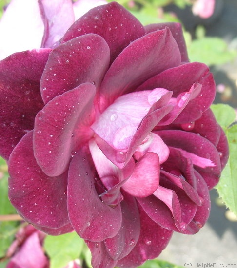 'Burgundy Ice' rose photo