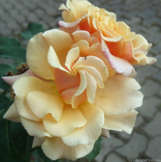 'Caramella ™ (shrub, Kordes before 2000)' rose photo