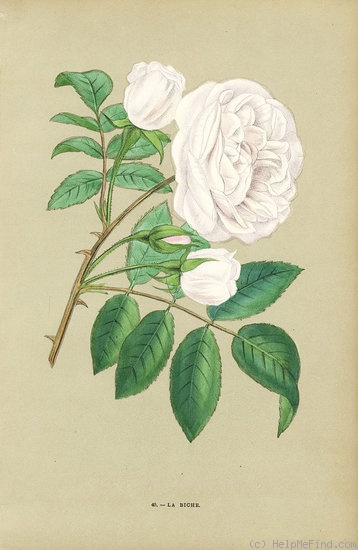 'La Biche' rose photo