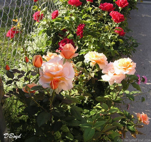'Brandy ™ (hybrid tea, Swim & Christensen, 1981)' rose photo