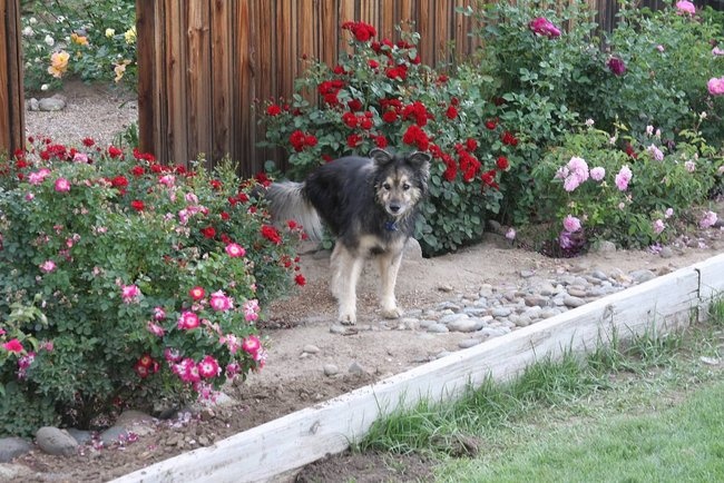 'Regina's Reno Rose Garden'  photo