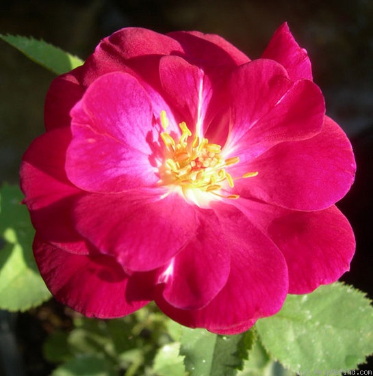 'IHTXEUB' rose photo