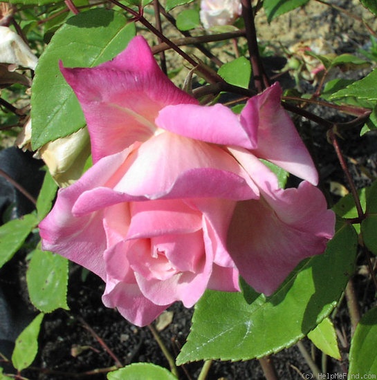 ‘Souvenir de Victor Hugo’ Rose