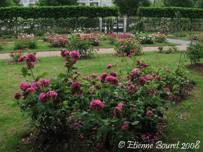 'Roseraie Jean Dupont' , click to enlarge 'Roseraie Jean Dupont'  photo