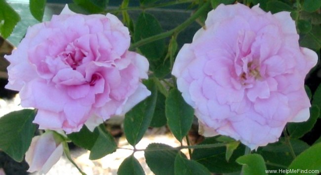 'Mayflower (English Rose, Austin, 1992/2001)' rose photo