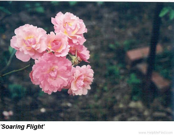 'Soaring Flight' rose photo
