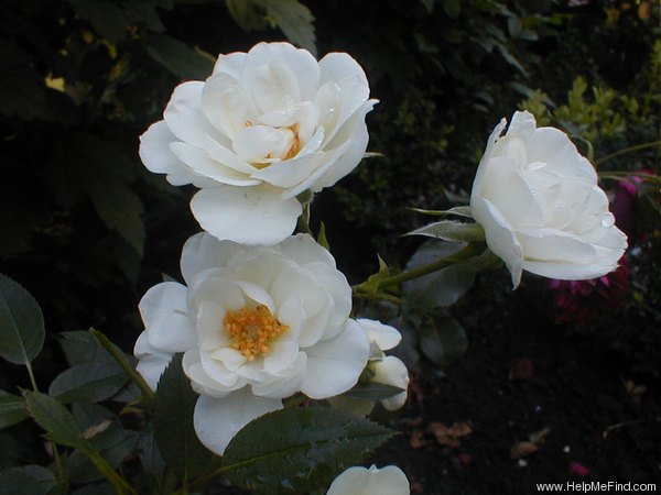 'Kent ® (shrub, Olesen/Poulsen, 1985)' rose photo