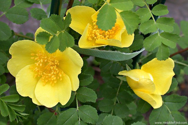 'Canary Bird (hybrid xanthina, unknown, before 1945)' rose photo