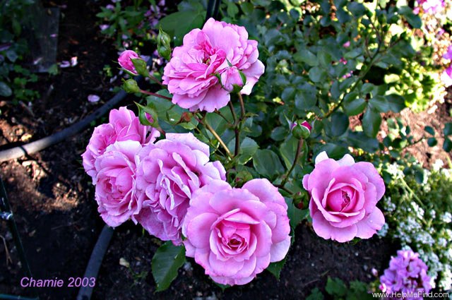 'Royal Bonica' rose photo