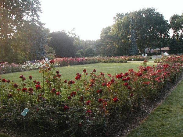 'Columbus Park of Roses'  photo