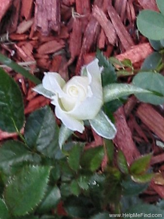 'Snow Sunblaze' rose photo