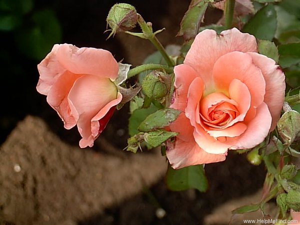 'Fashion (floribunda, Boerner, 1947)' rose photo