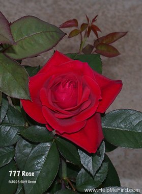 '777' rose photo