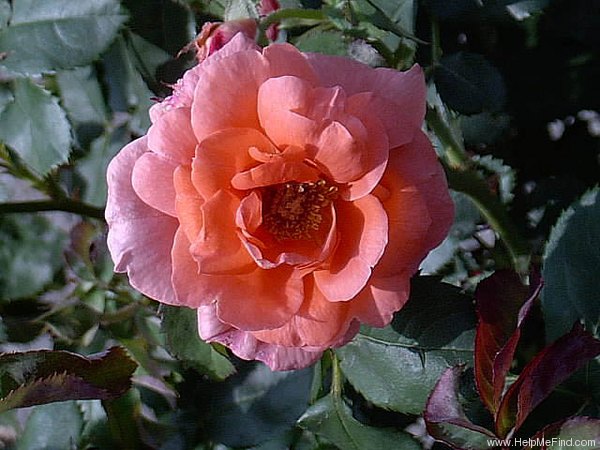 'Fashion (floribunda, Boerner, 1947)' rose photo