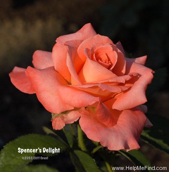 'Spencer's Delight' rose photo