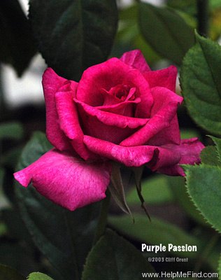 'Purple Passion ™' rose photo