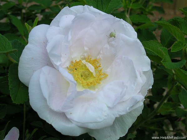 'Lac Majeau' rose photo