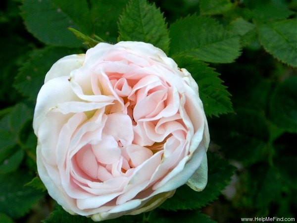 'Ritausma' rose photo