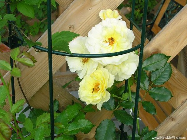 'Leverkusen' rose, click to enlarge 'Leverkusen' rose photo