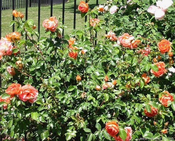 'Pat Austin ™' rose photo