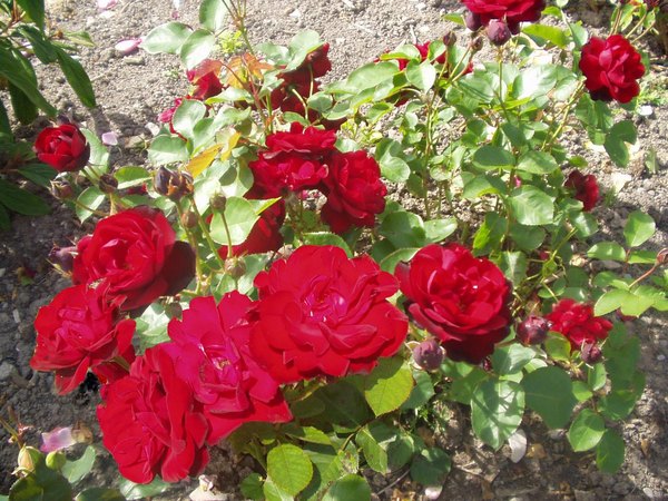 'John S.Smith'  photo