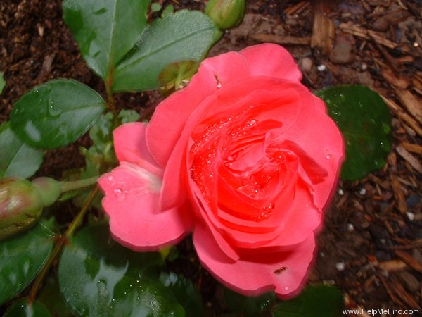'Morden Cardinette' rose photo
