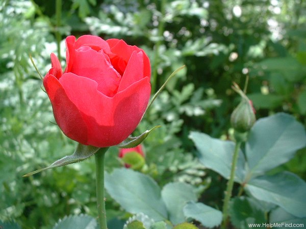 'John Franklin (shrub, Svejda, 1970)' rose photo