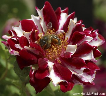 'Roger Lambelin Striped' rose photo