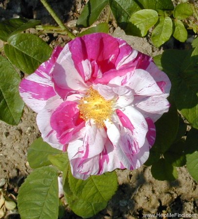 'Versicolor (gallica, unknown, before 1658)' rose photo