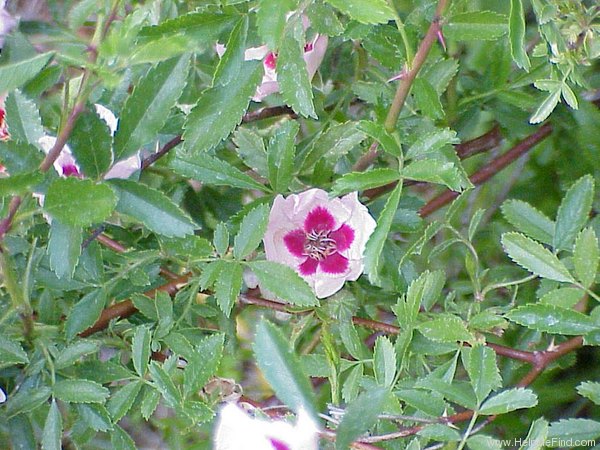 'Euphrates' rose, click to enlarge 'Euphrates' rose photo