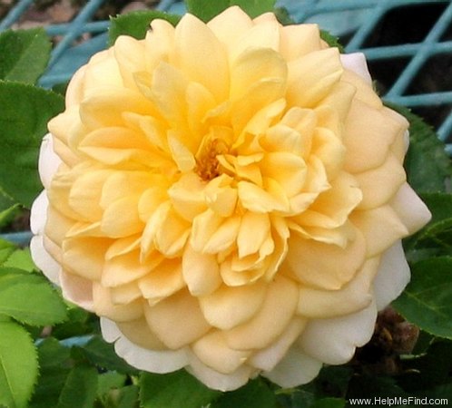 'Golden Celebration ™' rose photo
