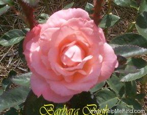 'Barbara Bush ™' rose photo