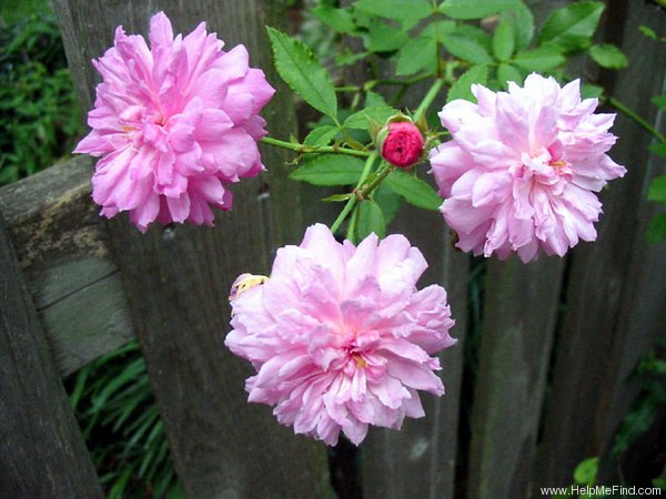 'Pink Pet, Cl.' rose photo