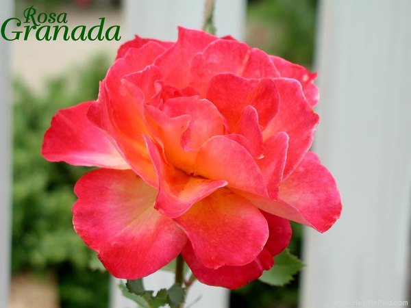 'Granada (hybrid tea, Lindquist, 1963)' rose photo