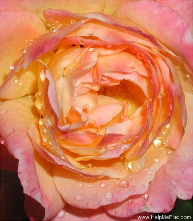 'Joseph's Coat' rose photo