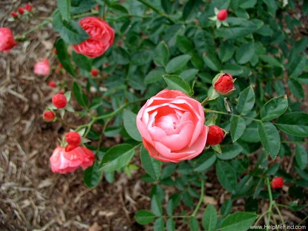 'Margo Koster' rose photo