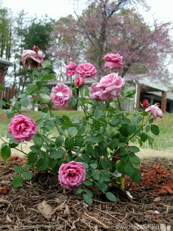 'Heirloom (hybrid tea, Warriner 1972)' rose photo
