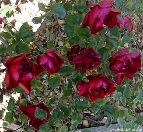 'Crimson Glow (polyantha, Lammerts, 1945)' rose photo