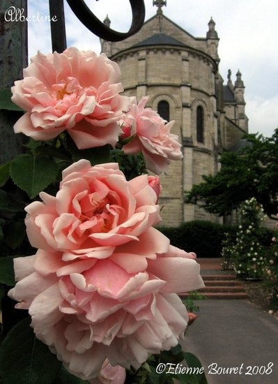'Roseraie Jean Dupont' , click to enlarge 'Roseraie Jean Dupont'  photo