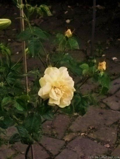 'Doubloons' rose photo