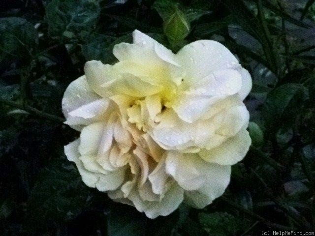 'Doubloons' rose photo