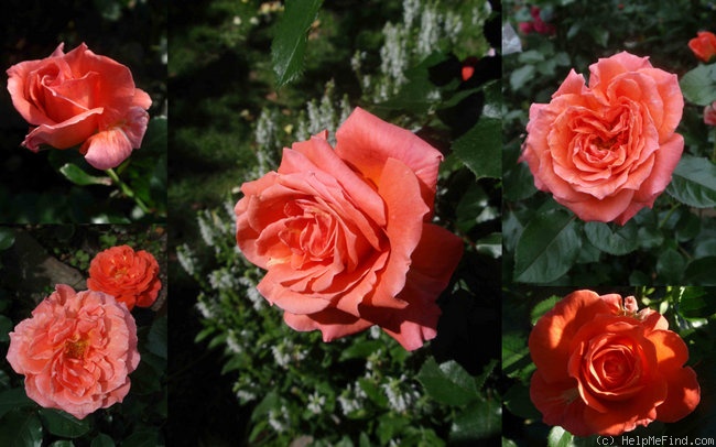 'Úsvit' rose photo