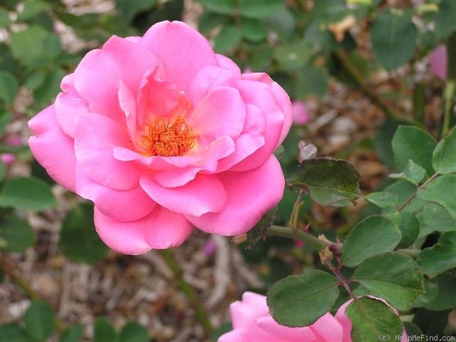 'Lady Mann' rose photo